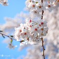 桜満開、赤い生命ふんわり青空〜cherryblossom flowers, bluesky [OM-D E-M10MarkII, 12-40mmF2.8PRO]絞り優先