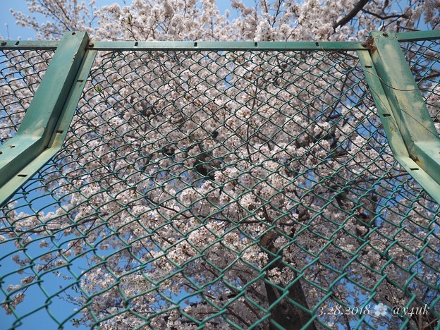 フェンスの向こう、きみに会いたい桜満開 〜Over the Symmetry fence cherryblossom [OM-D E-M10MarkII, 12-40mmF2.8PRO]