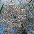 フェンスの向こう、きみに会いたい桜満開 〜Over the Symmetry fence cherryblossom [OM-D E-M10MarkII, 12-40mmF2.8PRO]