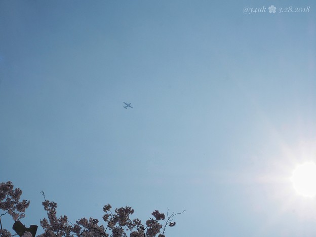 Photos: 春霞の空に飛行機ブーン〜桜満開撮ってたら飛んでキター！〜Airplane in the spring sky [OM-D E-M10II, 12-40mmF2.8PRO] 40mm(80mm)