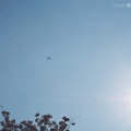 Photos: 春霞の空に飛行機ブーン〜桜満開撮ってたら飛んでキター！〜Airplane in the spring sky [OM-D E-M10II, 12-40mmF2.8PRO] 40mm(80mm)