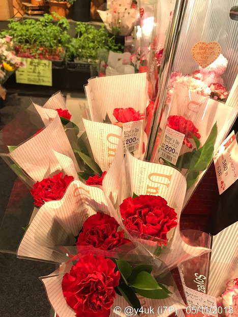 Photos: 17:24通院帰りフラフラ中に購入カーネーション〜何年ぶりか？自分の心の花が優しさが買った…〜Red flower of carnation
