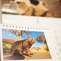 Photos: 2.22猫の日〜優しく自然ににゃんこ撮る岩合光昭さんと同じOLYMPUS「m3/4でも十分対応できる。画質のクォリティー的にも大丈夫です」[OMD E-M10MarkII 25mmF1.8]