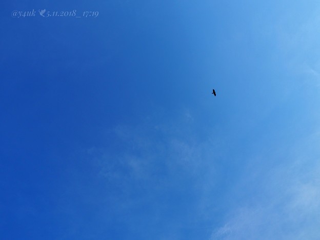 5月の別れ「残された青空が夢をひとつだけあなたに叶えてくれる」大空に鳥17:19 叶うなら飛んでゆきたいあなたに会いたい笑いたい〜sky[E-M10MarkII, 12-40mmF2.8PRO]F9