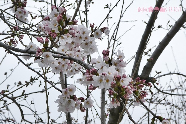 桜2019まだ五分咲き、花曇り、花冷え。それでも綺麗に儚く咲いてくれる毎年の楽しみ〜雨がちらつく青空じゃないから映えない…東京満開ここはまだ。コンデジでズーム十分綺麗！(82mm/F4.7:TZ85)