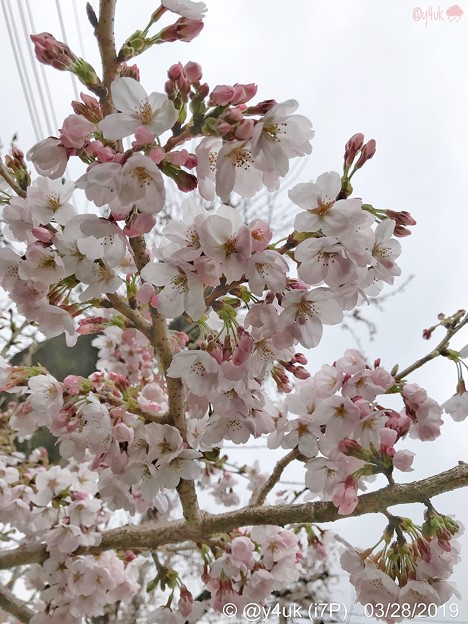 Photos: 28旅先その2.毎年恒例2019“平成最後”の桜☆花曇り花冷え、まだ六分咲きでしたがやはり毎年飽きずとても好きです桜と様な人〜iPhone7Plusでも写りいい〜ピンクはホワイトいるから優しく花は咲く