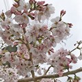 Photos: 28旅先その2.毎年恒例2019“平成最後”の桜☆花曇り花冷え、まだ六分咲きでしたがやはり毎年飽きずとても好きです桜と様な人〜iPhone7Plusでも写りいい〜ピンクはホワイトいるから優しく花は咲く