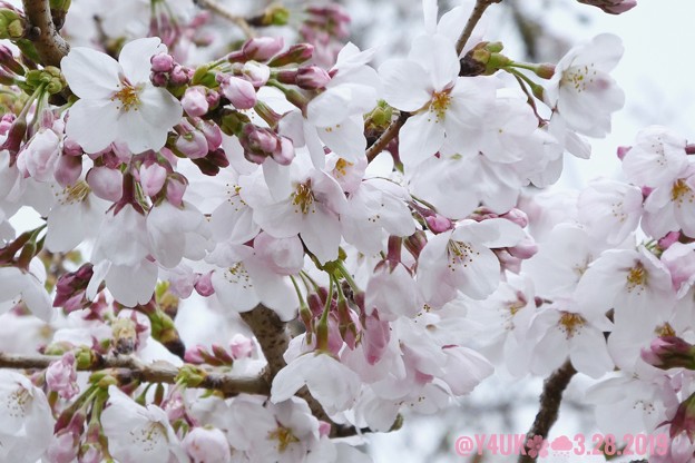 Photos: 3.28旅先その2.毎年恒例2019“平成最後”の桜☆ピンクとホワイト色合いが好き誰か柄ワンピ着てほしい♪花曇り花冷えまだ七分咲きでしたが毎年飽きず一途〜ちょうど1ヶ月前の写真(208mm:TZ85)
