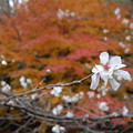 Photos: 紅葉と冬さくら