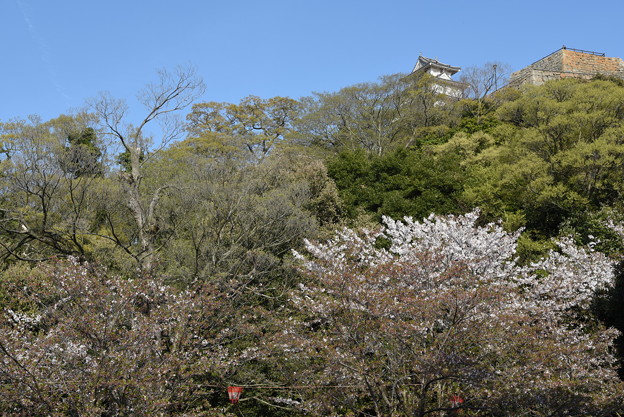 Photos: 丸亀城