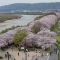 Photos: 背割り桜