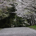 Photos: 桜トンネル