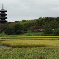 写真: 収穫前の赤米と備中国分寺