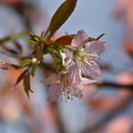 写真: 咲きました「ヒマラヤ桜」