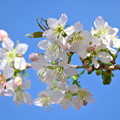 ヒマラヤ桜咲きました