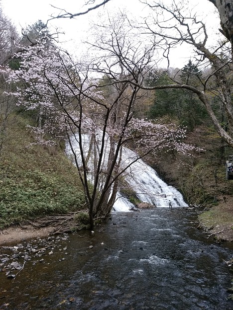 写真: 湯滝と桜