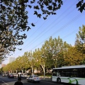 写真: 芙蓉江路　街路樹と空