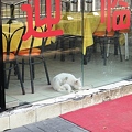 写真: 蘭州拉面屋の猫さん
