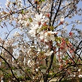 松江の桜１（上海）
