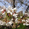 松江の桜3（上海）