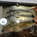 写真: 海鮮レストラン魚介類＆料理 (27)