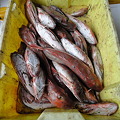 写真: 漁港市場 (33)