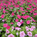 写真: 延安西路　ピンクと赤の花