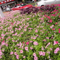 延安西路　ピンクの花