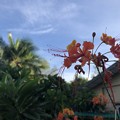 写真: ヤンゴンの花と空 (2)