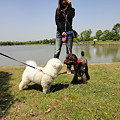 写真: 公園の池のそばにたたずむ彩ちゃんとMOMOとカンスケ
