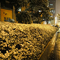 写真: 上海の雪　４
