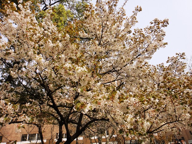 花園飯店の桜