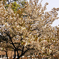 花園飯店の桜
