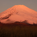 写真: 紅富士の朝