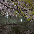 夜桜 その3