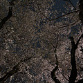 夜桜 その4