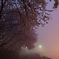 霧のさくら夜道
