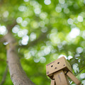 写真: カエデの木に登るダンボー