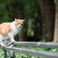 写真: 公園のフレンドリーな猫ちゃん