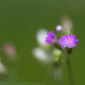 写真: とても小さな花
