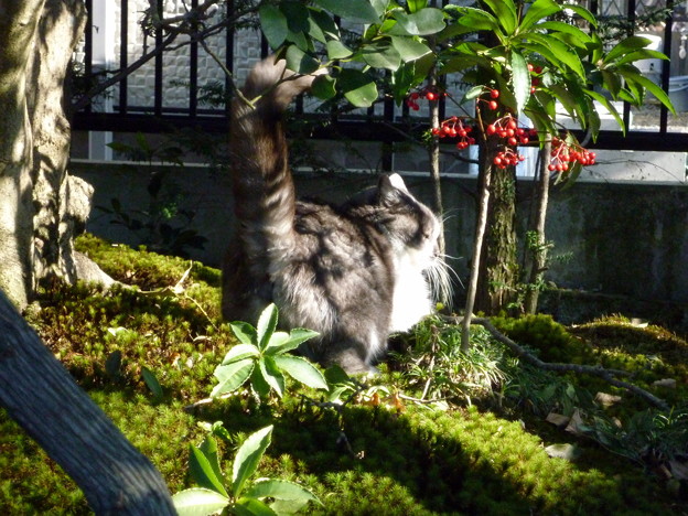 写真: 茂みを探索する猫