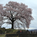 写真: わにづかの桜