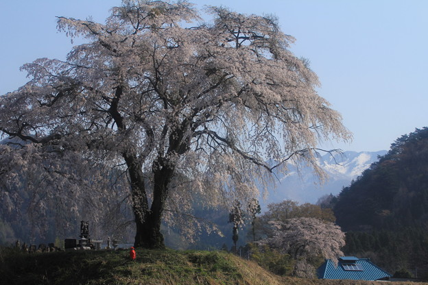 写真: 雪山と桜