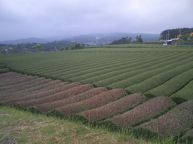 写真: 茶畑の中ブラブラ