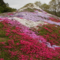 芝桜の富士