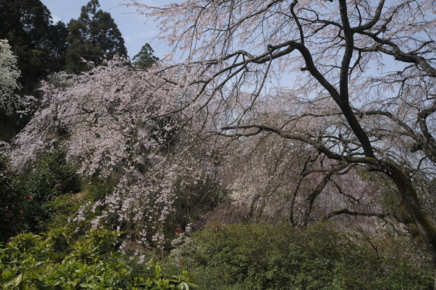 写真: 内山緑地内の桜