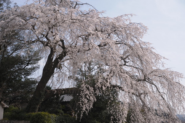 写真: 大原の枝垂れ桜
