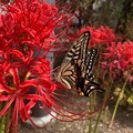 写真: ヒガンバナと蝶々