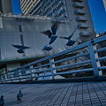 写真: 新宿鳩SDIM0095