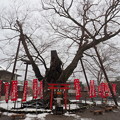 写真: 雪の今宮神社